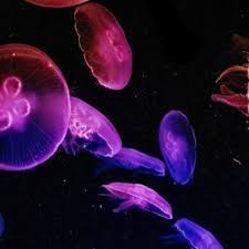Astrology Podcast